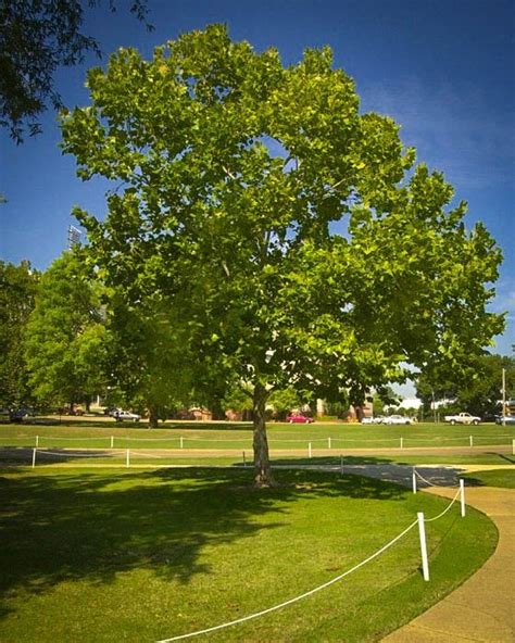 Buy American Sycamore Trees Online | The Tree Center™