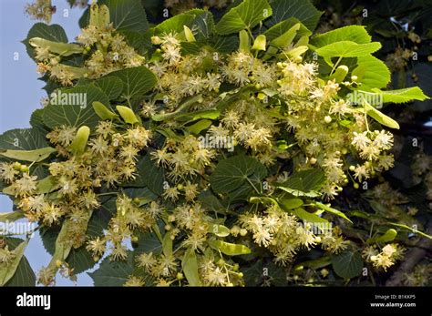 Lime tree flowers, Indre, France Stock Photo - Alamy