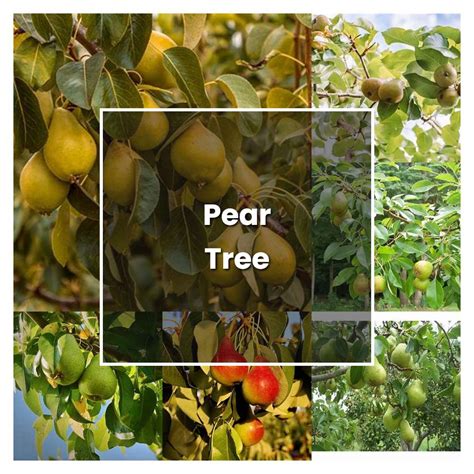 How to Grow Pear Tree - Plant Care & Tips | NorwichGardener