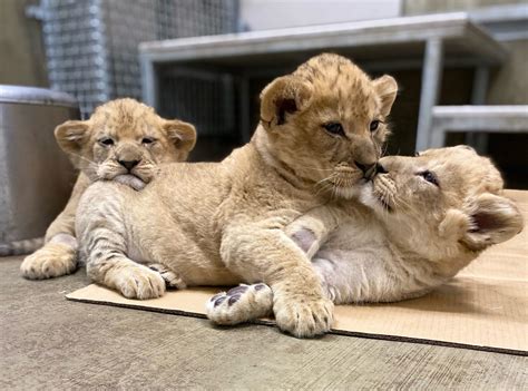 Lincoln Park Zoo's Lion Cubs Are About To Make Their Big, Fuzzy Debut ...