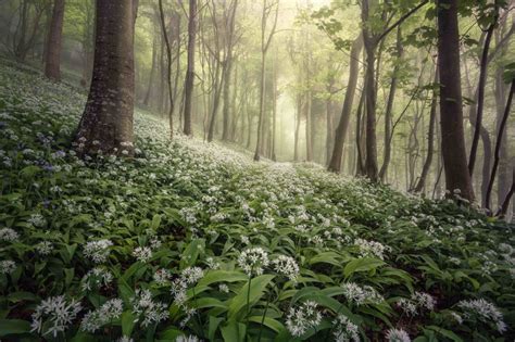Magical Woodland Shot wins the 13th Landscape Photographer of the year 2020 Contest