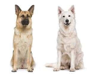 White Swiss Shepherd vs German Shepherd - Spot the Difference | ZooAwesome