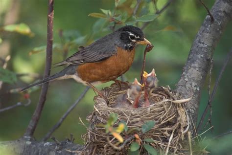 Discover Nature: Bird Nesting Peaks | KBIA