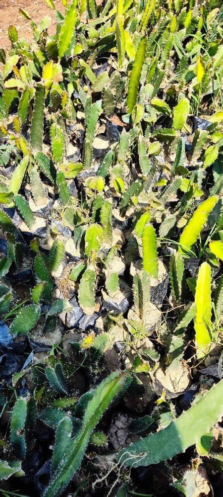 Full Sun Exposure Yellow Dragon Fruit Plant, For Fruits at Rs 50/piece ...