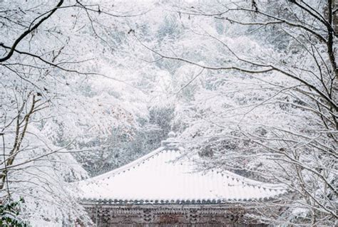 Photo of snowy Japanese temple wows people around the world | LaptrinhX / News