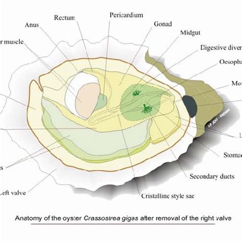 1.1. Anatomy of the Pacific oyster (Crassostrea gigas). Courtesy of... | Download Scientific Diagram