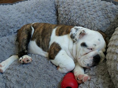 Brindle English bulldog puppy