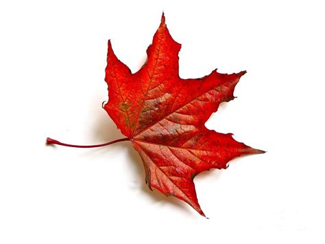 Red Leaf Maple in Autumn Photograph by Sean Griffin | Pixels