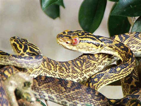 Ryukyu Life: Wildlife of Okinawa: Habu a Venomous Snake