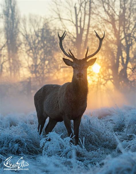 Winter wonderland by Max Ellis on 500px | Deer photography, Nature animals, Deer photos