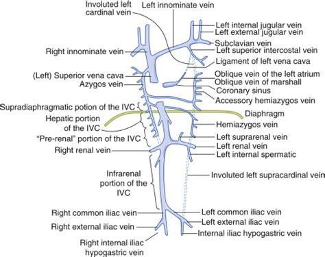 Inferior Vena Cava Anatomy