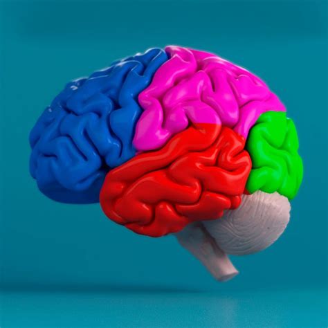 human brain 3d max | Human brain, Brain models, 3d anatomy model