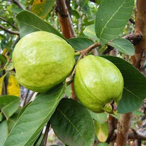 Wet Thai Pink guava amrud plant, For Fruits, Rs 65 /kg Amritanjali Ayurved (Opc) Private Limited ...