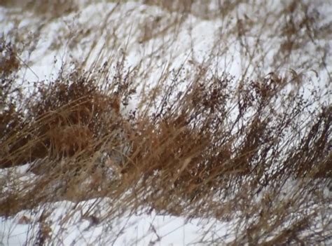 North Branch Nature Center: Snowy Owl Camouflage