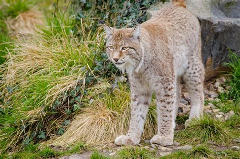 Eurasian Lynx Habitat