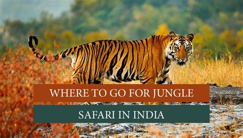 Top 7 Jungle Safari in India- Wildlife Safari in India