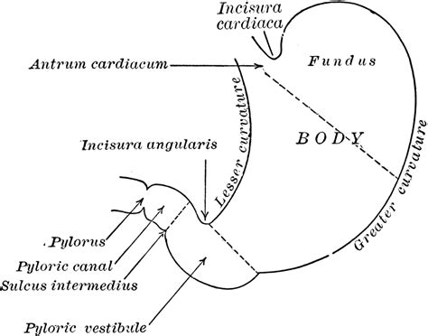 Parts of the Stomach | ClipArt ETC