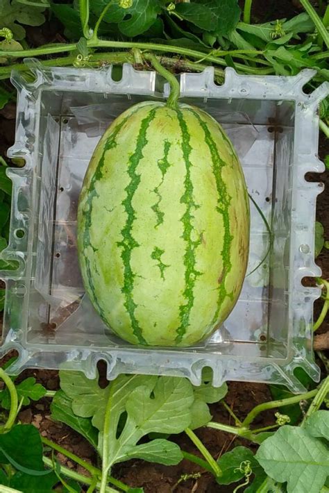 How to Grow a Square Watermelon - Gardening Savvy