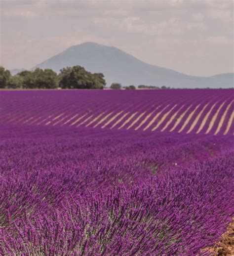 Valensole Lavender Fields & the Lavender Season - Grace J. Silla