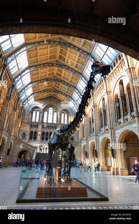 Natural History Museum Dinosaur London High Resolution Stock ...