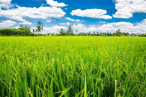 Fresh Green Paddy Rice Field Landscape