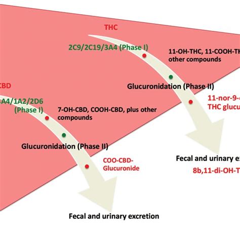 Metabolism of THC and CBD by the liver. | Download Scientific Diagram