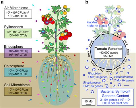 The plant microbiome expands the genetic potential of plants. (a) Plant... | Download Scientific ...