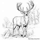 Bucks Coloring Pages  Free & Printable Deer coloring sketch template