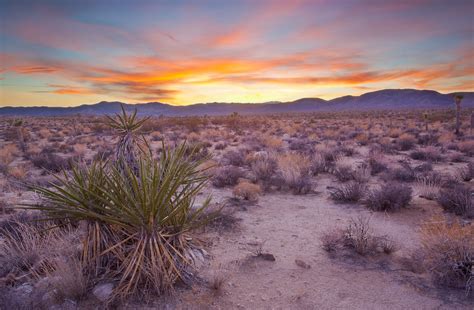 Sunset in the Mojave Desert | Sunset, Mojave Desert, Califor… | Flickr