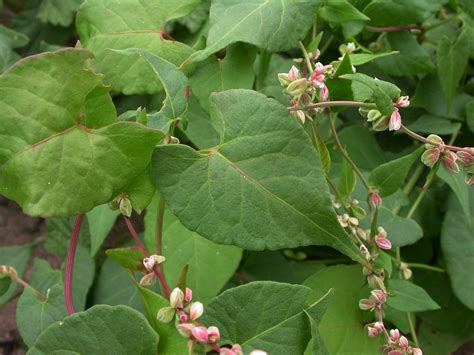 Fallopia convolvulus (Polygonaceae) image 13214 at PhytoImages.siu.edu