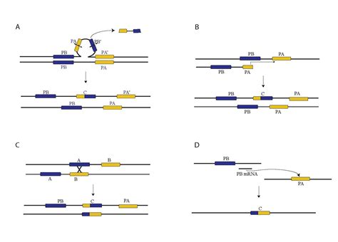 Rebekah L. Rogers: Evolutionary Genetics