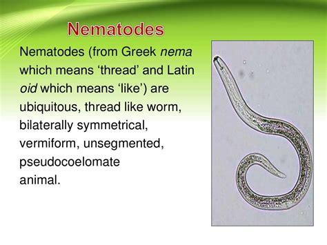 Different type of nematodes & their symptoms