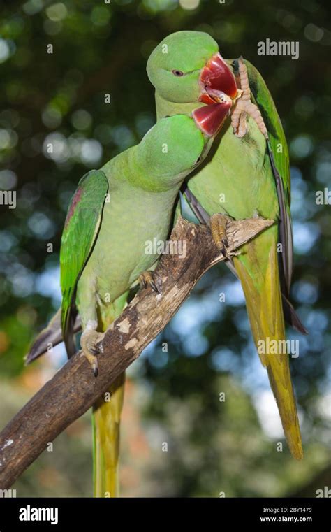 Alexandrine Parrot Size