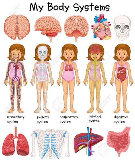 Sistemas del cuerpo humano diagrama de la ilustración en 2020 | Estudio ...