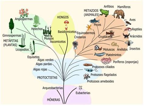 iesmibiogeobat1: TEMA 6: LA CLASIFICACIÓN DE LOS SERES VIVOS