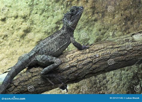 Brown Basilisk, Basiliscus Vittatus, In The Nature Habitat. Beautiful Portrait Of Rare Lizard ...