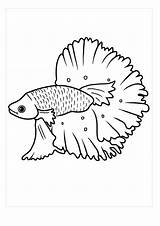 Realistic Betta Fish Coloring Page sketch template