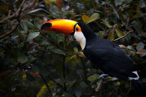 The toucan sits on nature. | High-Quality Animal Stock Photos ...