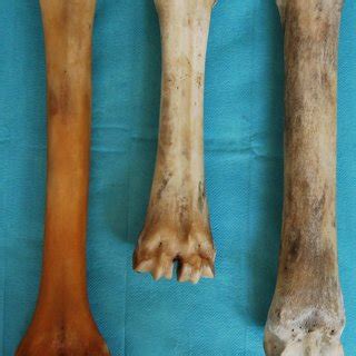 Pelvic acropodium: camel (A), cow (B) and mare (C)-dorsal view ...