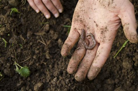 How to Deal With Earthworm Castings on Your Lawn