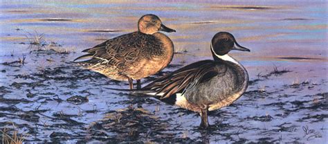 Pastel Northern Pintail Duck Painting by Roby Baer.