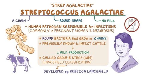 a diagram showing the stages of streptocous agalactine and how to use it