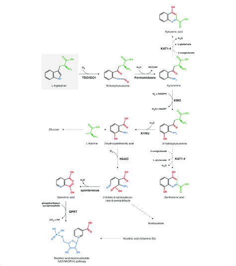 Kynurenine pathway of tryptophan catabolism. Each chemical function ...