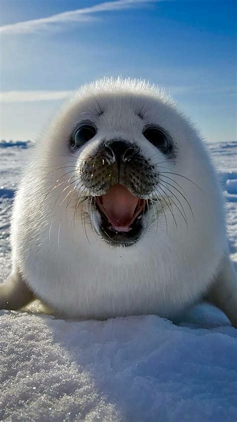 This Baby seal is happy to see you : r/aww