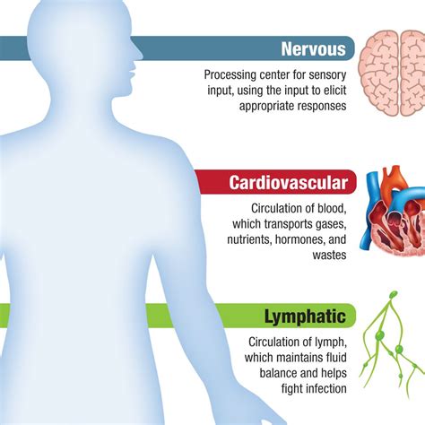 Infographic Human Body Systems Carolina – NBKomputer