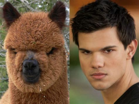 Celebrities And Their Animal Look Alike | Lively Pals | Animals, Celebrities, Like animals