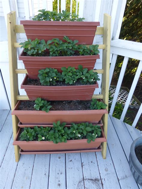 My vertical strawberry garden | Strawberry garden, Growing herbs, Diy garden