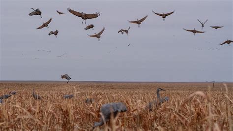 Sandhill Crane Hunting With Premier Sandhills