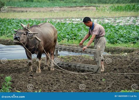 Water Buffalo Rice Farming Editorial Photo | CartoonDealer.com #21038489