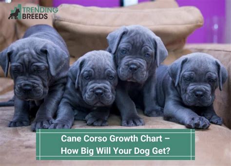 Cane Corso Growth Chart – How Big Will Your Dog Get-template | Trending ...